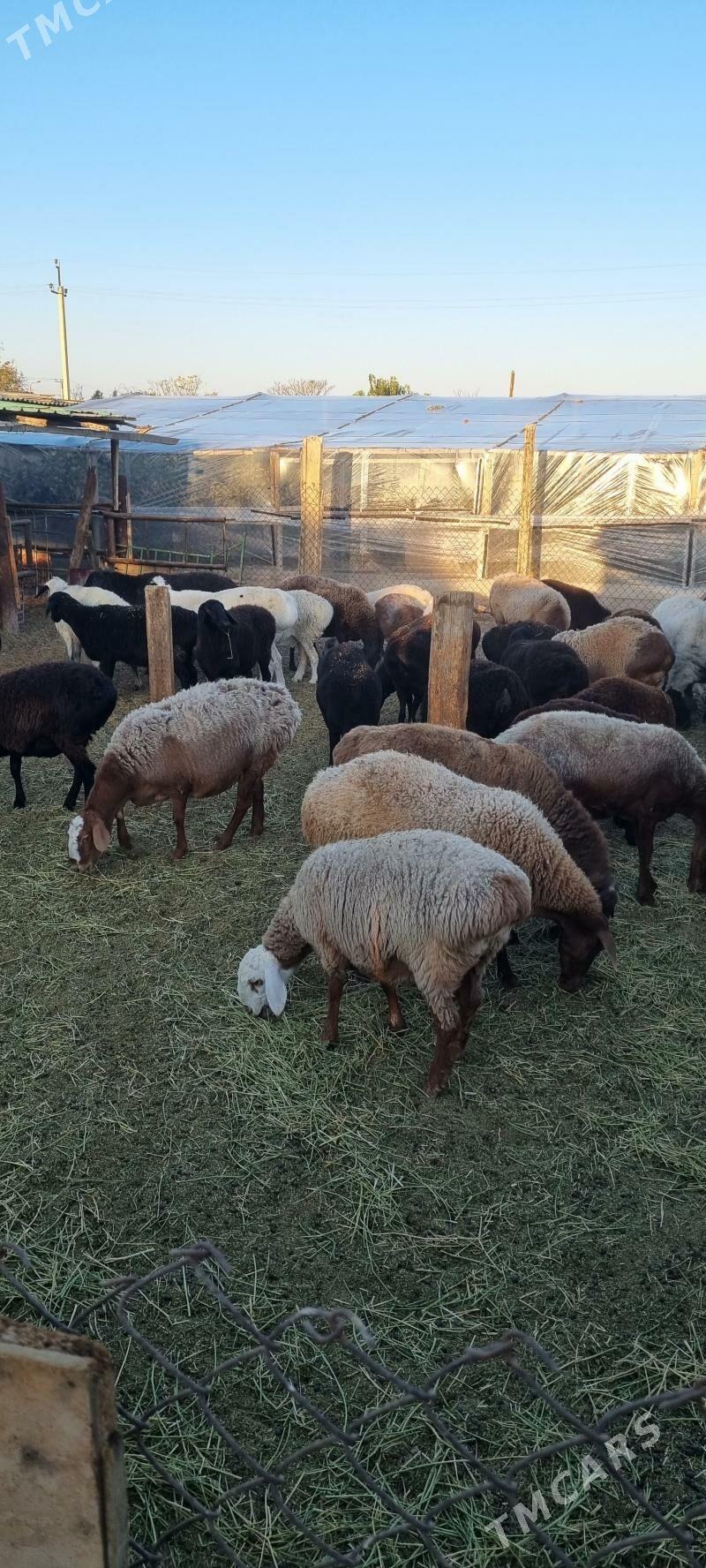 GISAR - Бузмеин - img 4