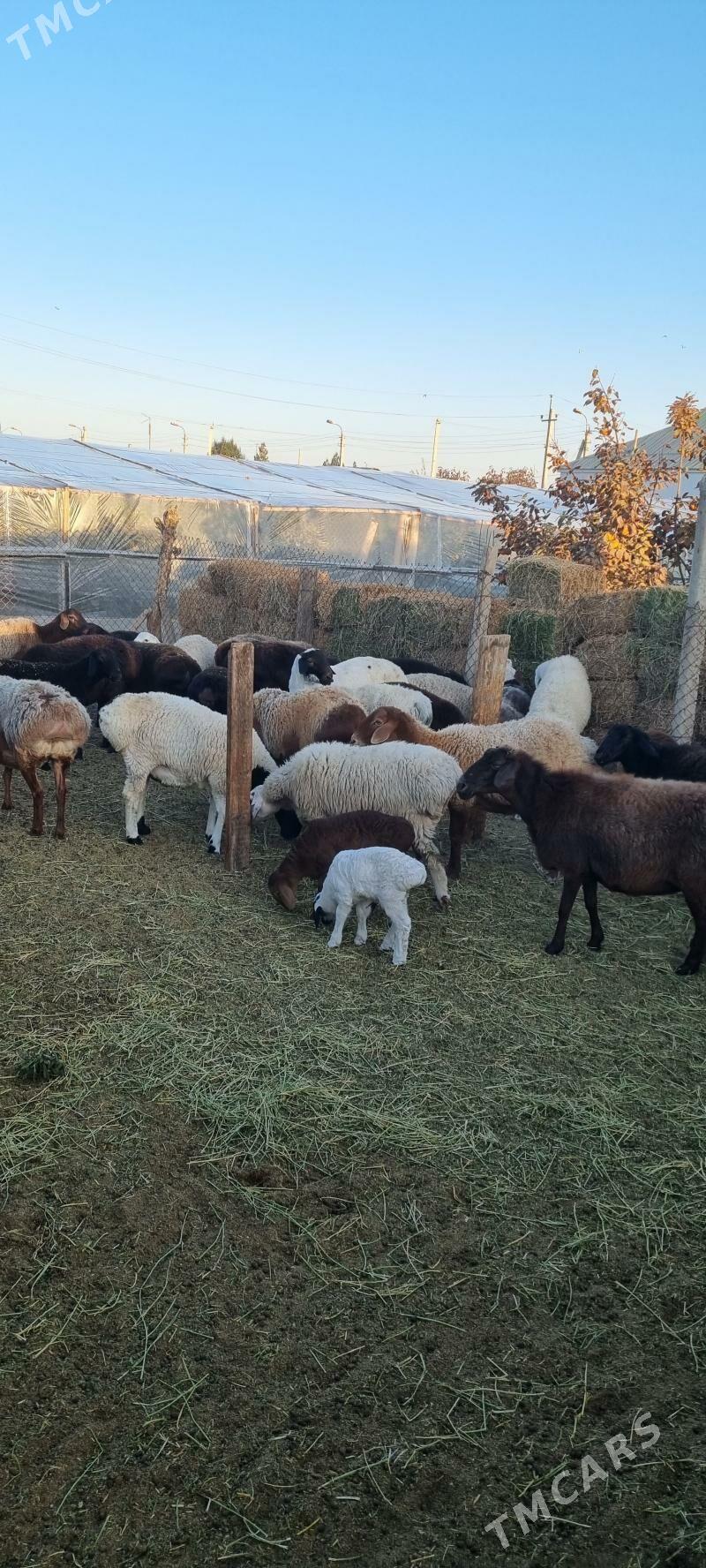 GISAR - Бузмеин - img 3