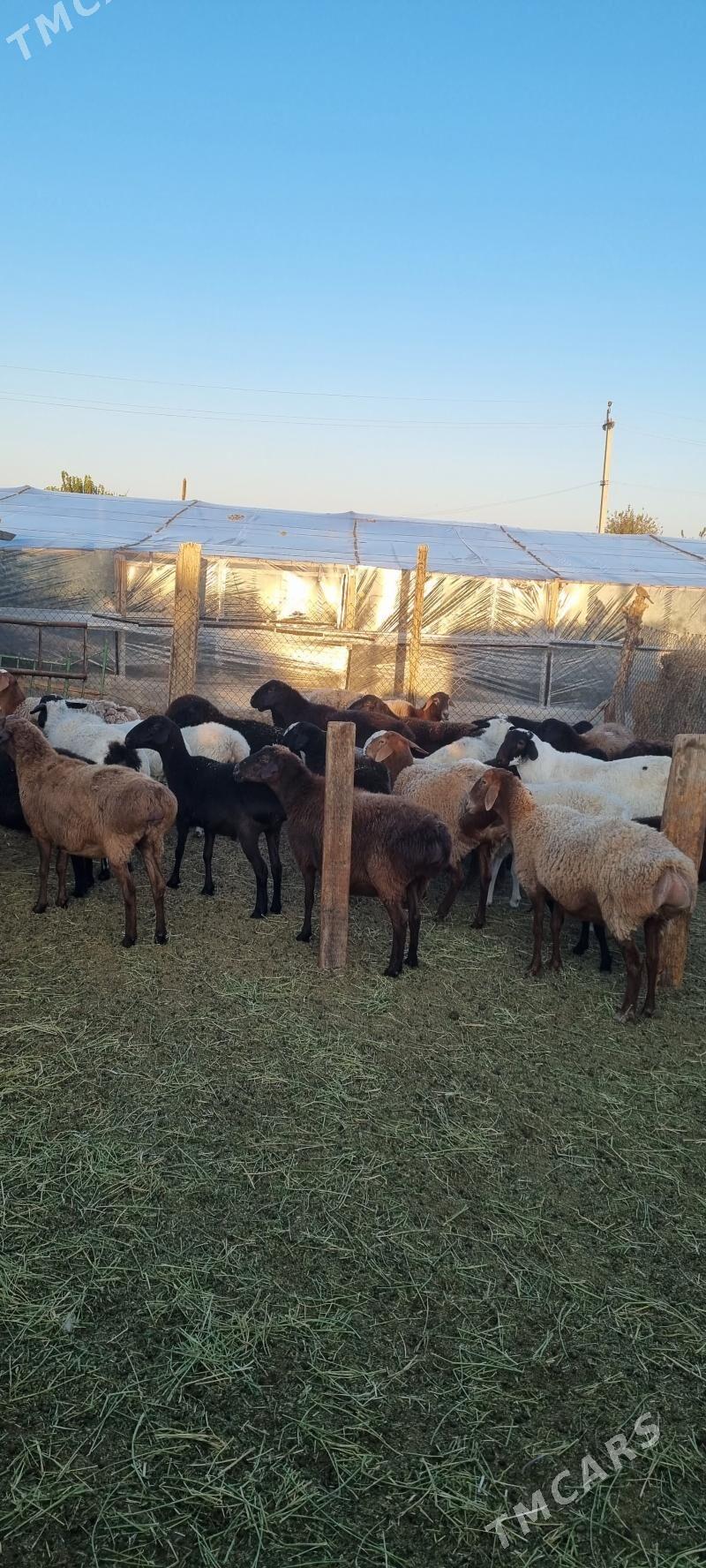 GISAR - Бузмеин - img 6