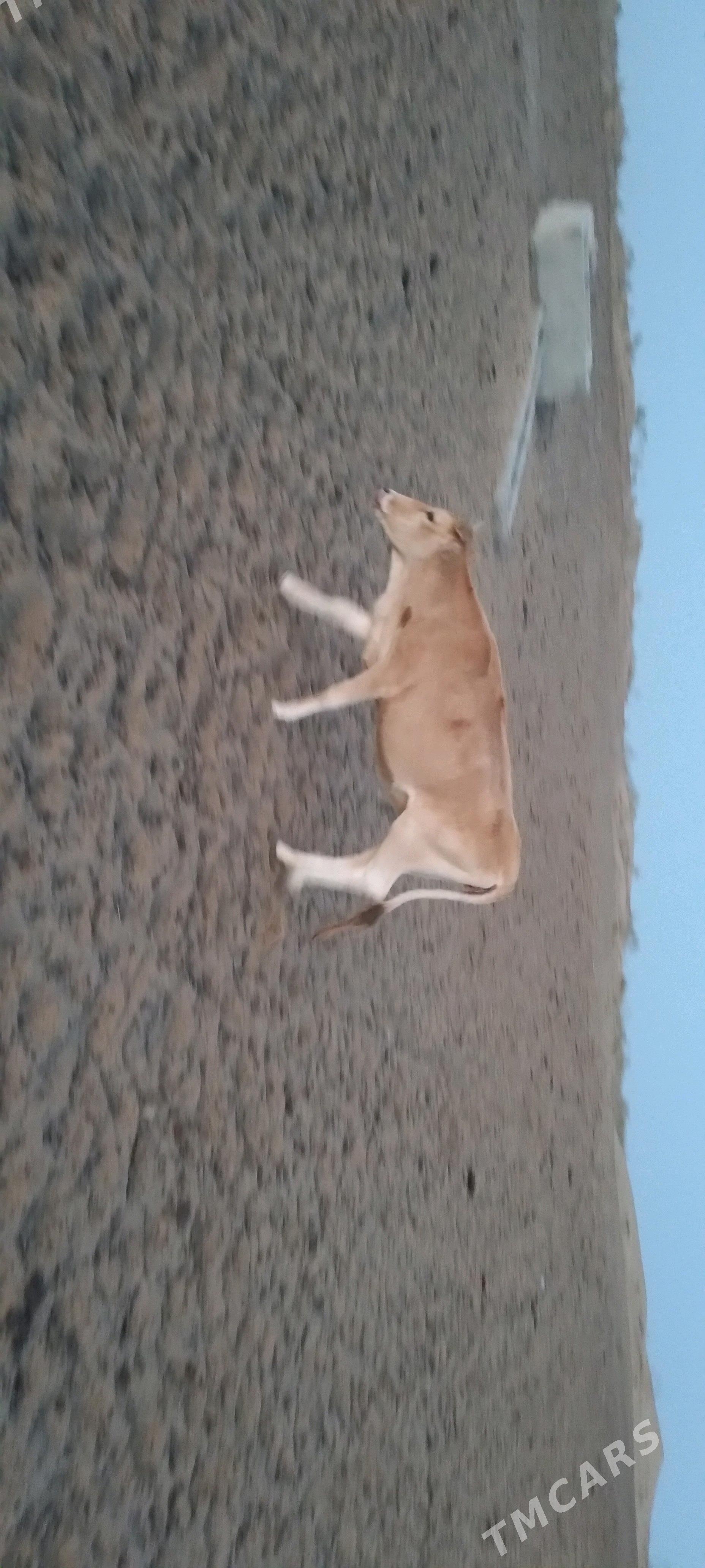 sygyr gacar tutus satlyk - Gyzylarbat - img 4