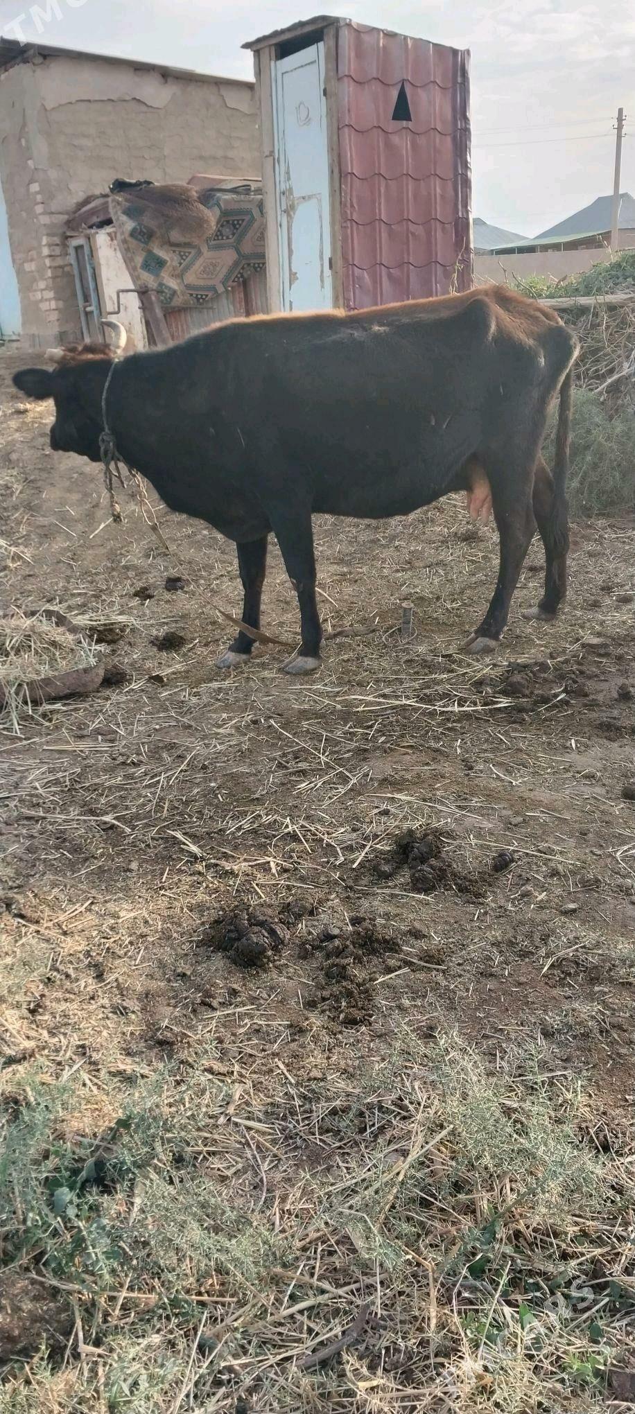 sygyr - Babadaýhan - img 2