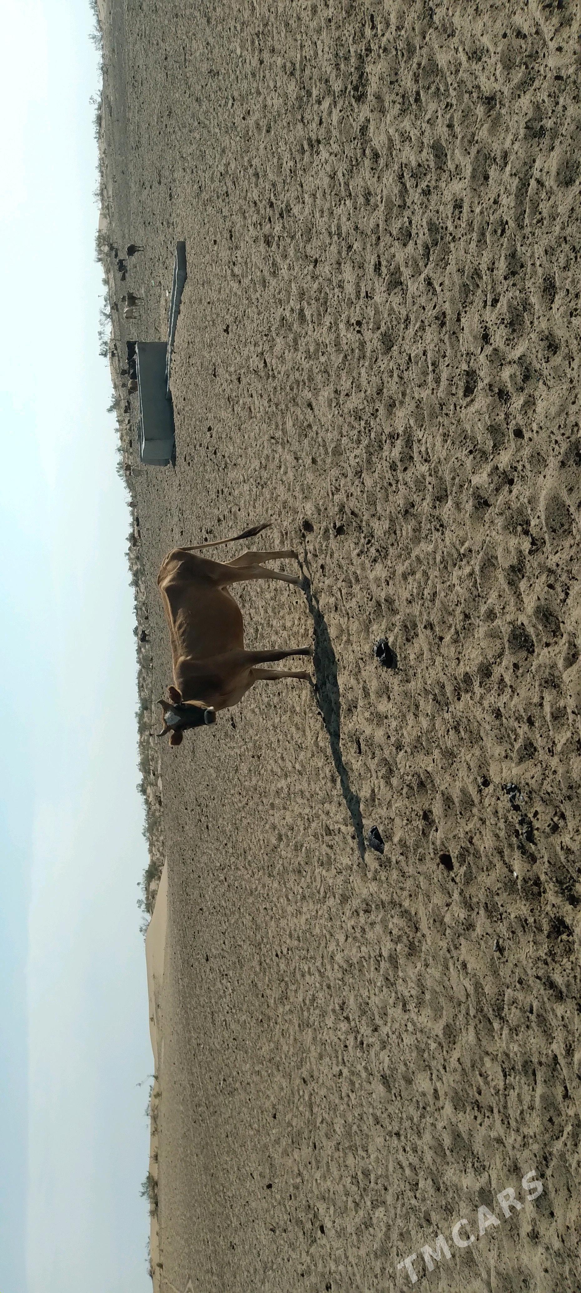 sygyr gacar tutus satlyk - Gyzylarbat - img 3