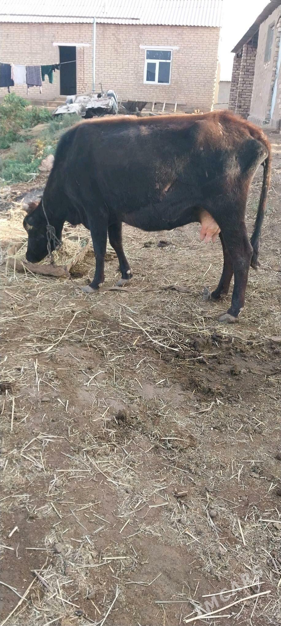 sygyr - Babadaýhan - img 1