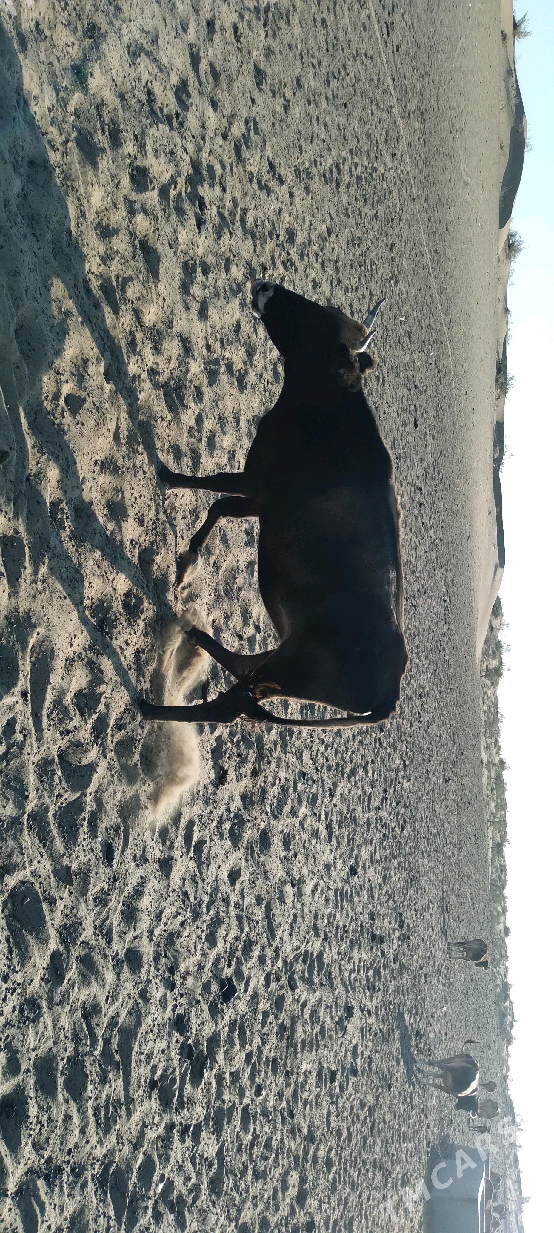 sygyr gacar tutus satlyk - Gyzylarbat - img 6