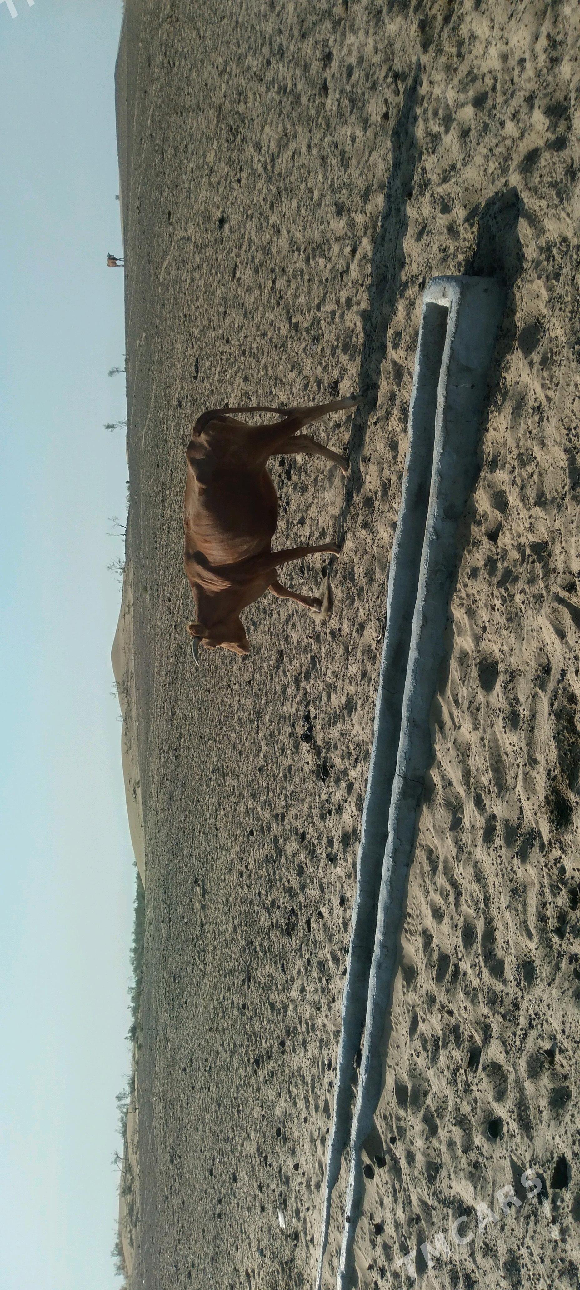 sygyr gacar tutus satlyk - Gyzylarbat - img 5