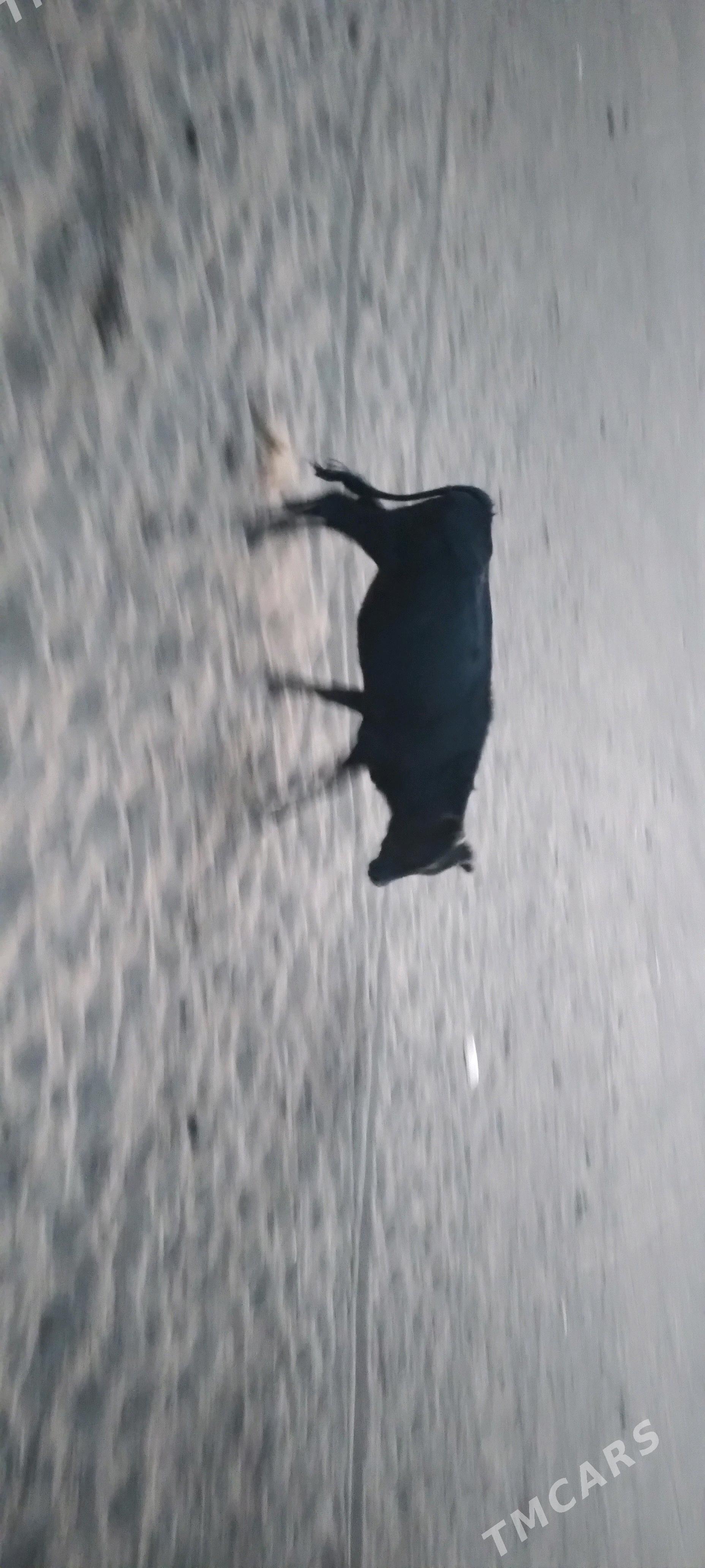 sygyr gacar tutus satlyk - Gyzylarbat - img 8