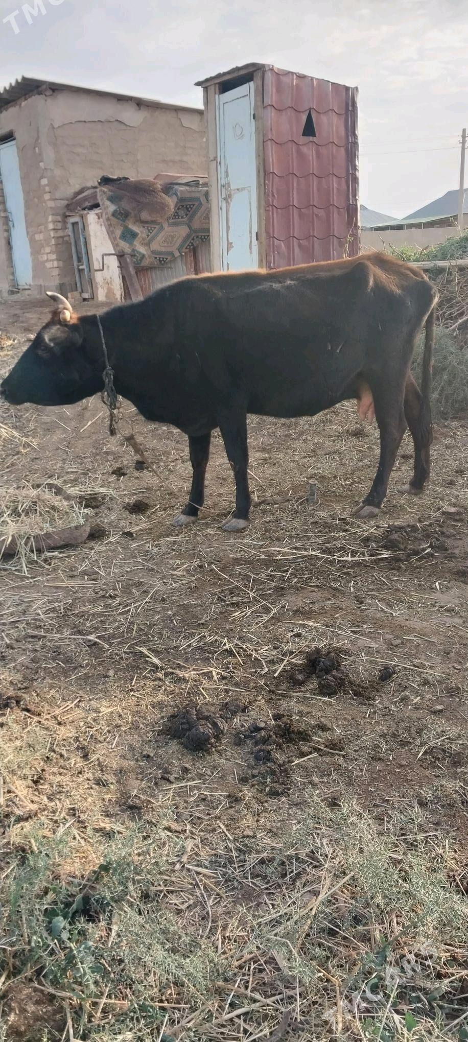 sygyr - Babadaýhan - img 3