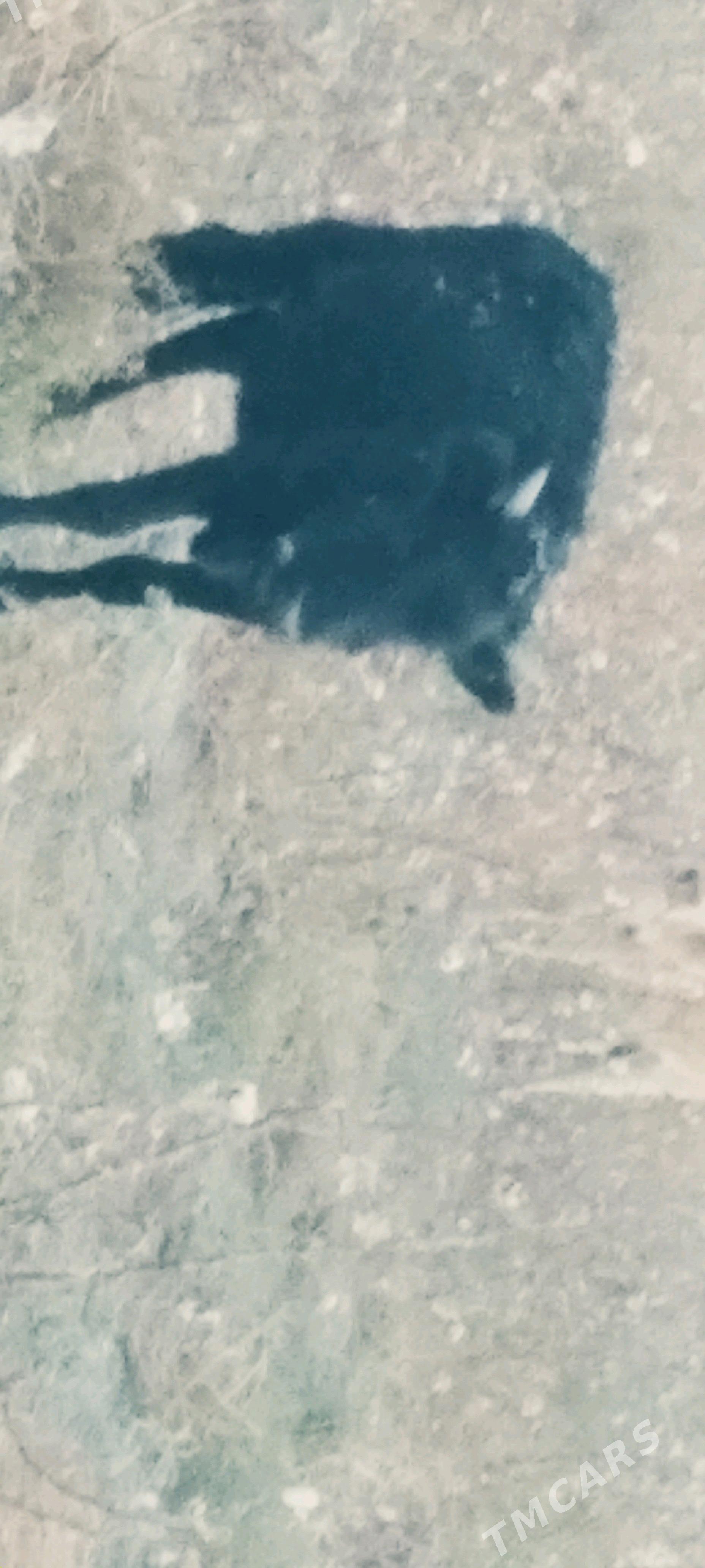 sygyr gacar tutus satlyk - Gyzylarbat - img 7