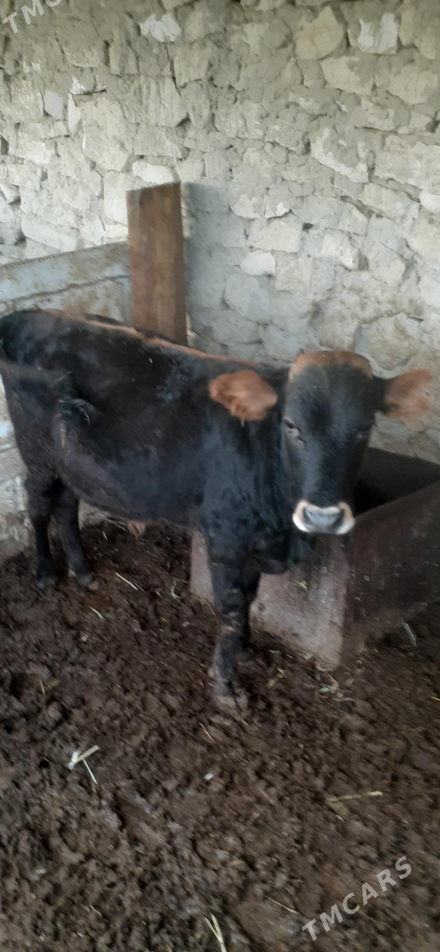 Okuz - Gyzylarbat - img 2