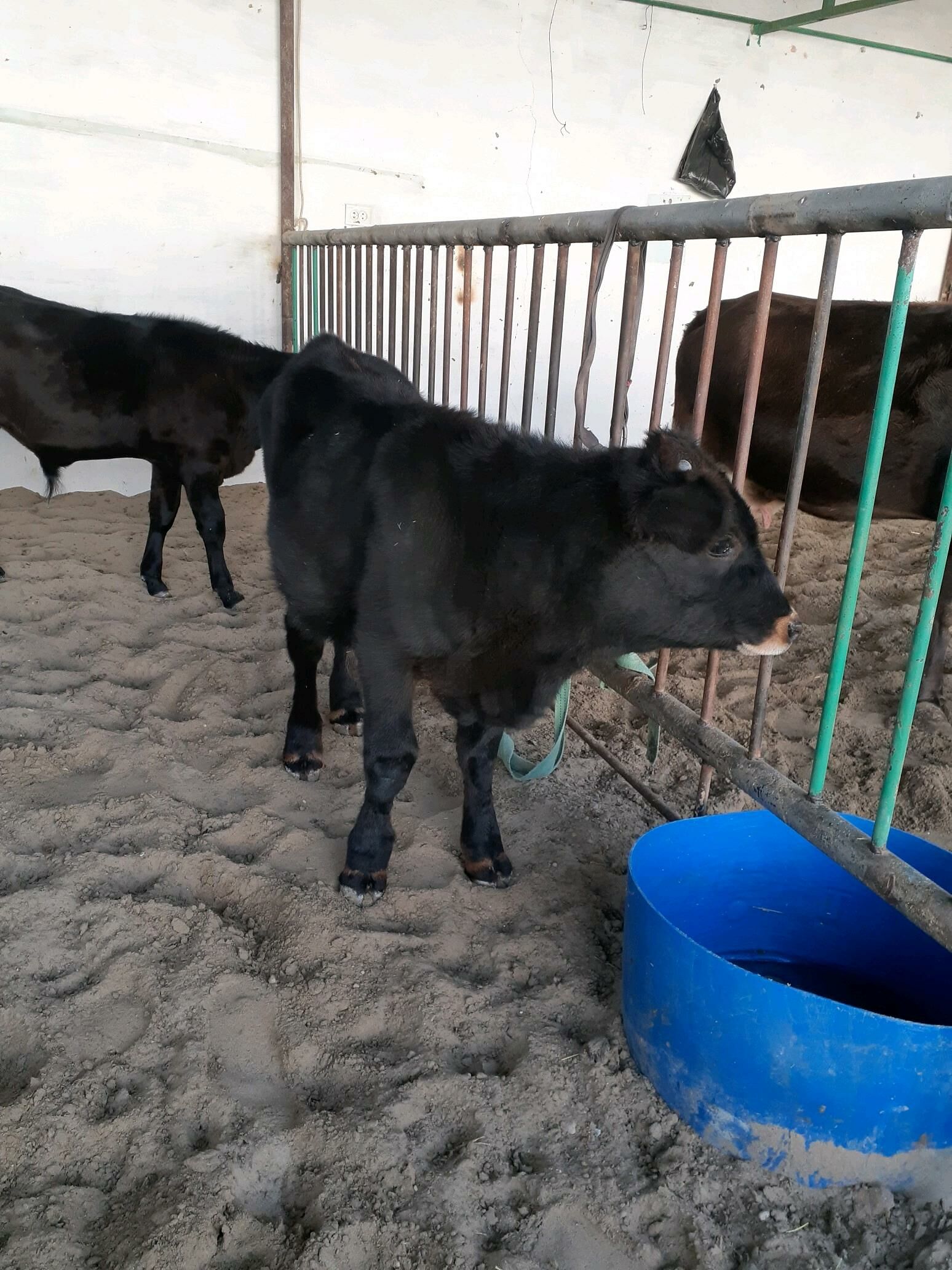 окузже - Балканабат - img 3