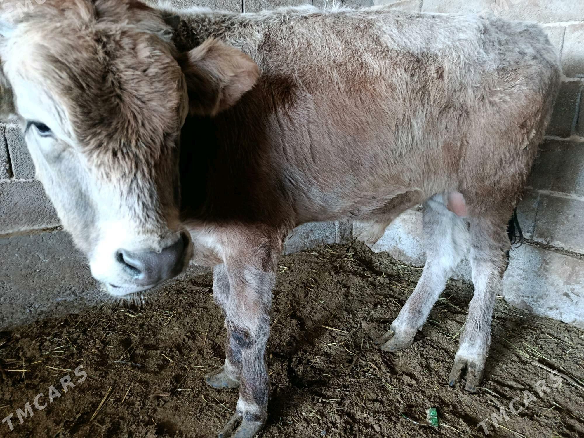 Howür okuz - Ak bugdaý etraby - img 2