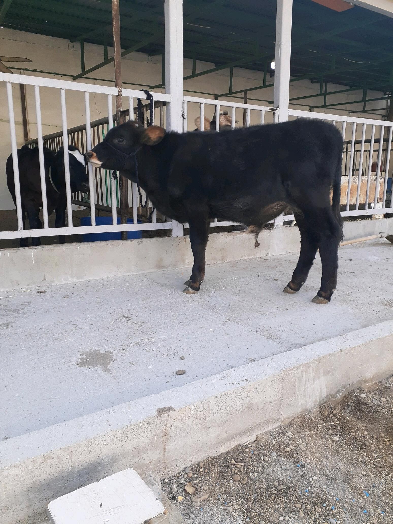 окузже - Балканабат - img 2