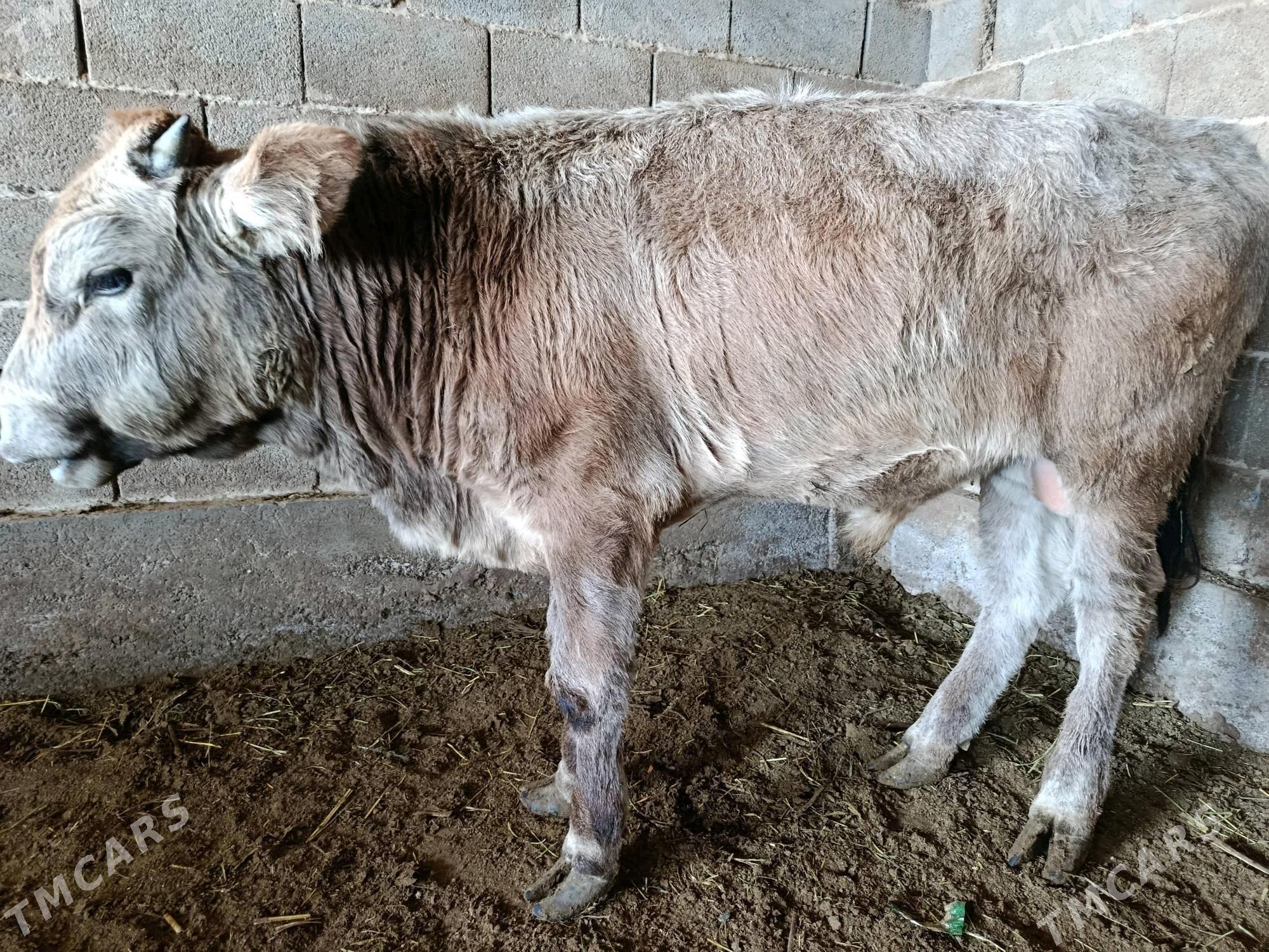 Howür okuz - Ak bugdaý etraby - img 4