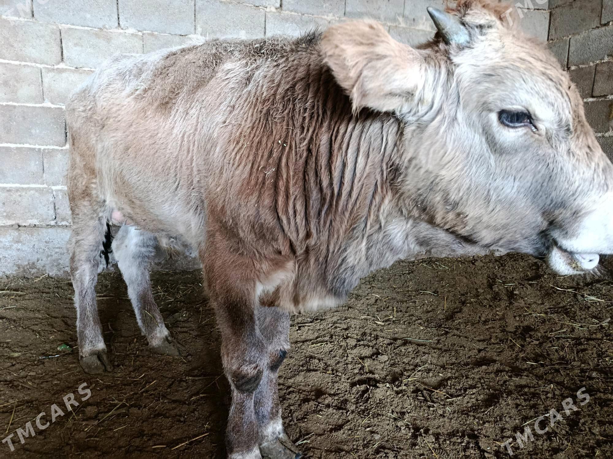 Howür okuz - Ak bugdaý etraby - img 3