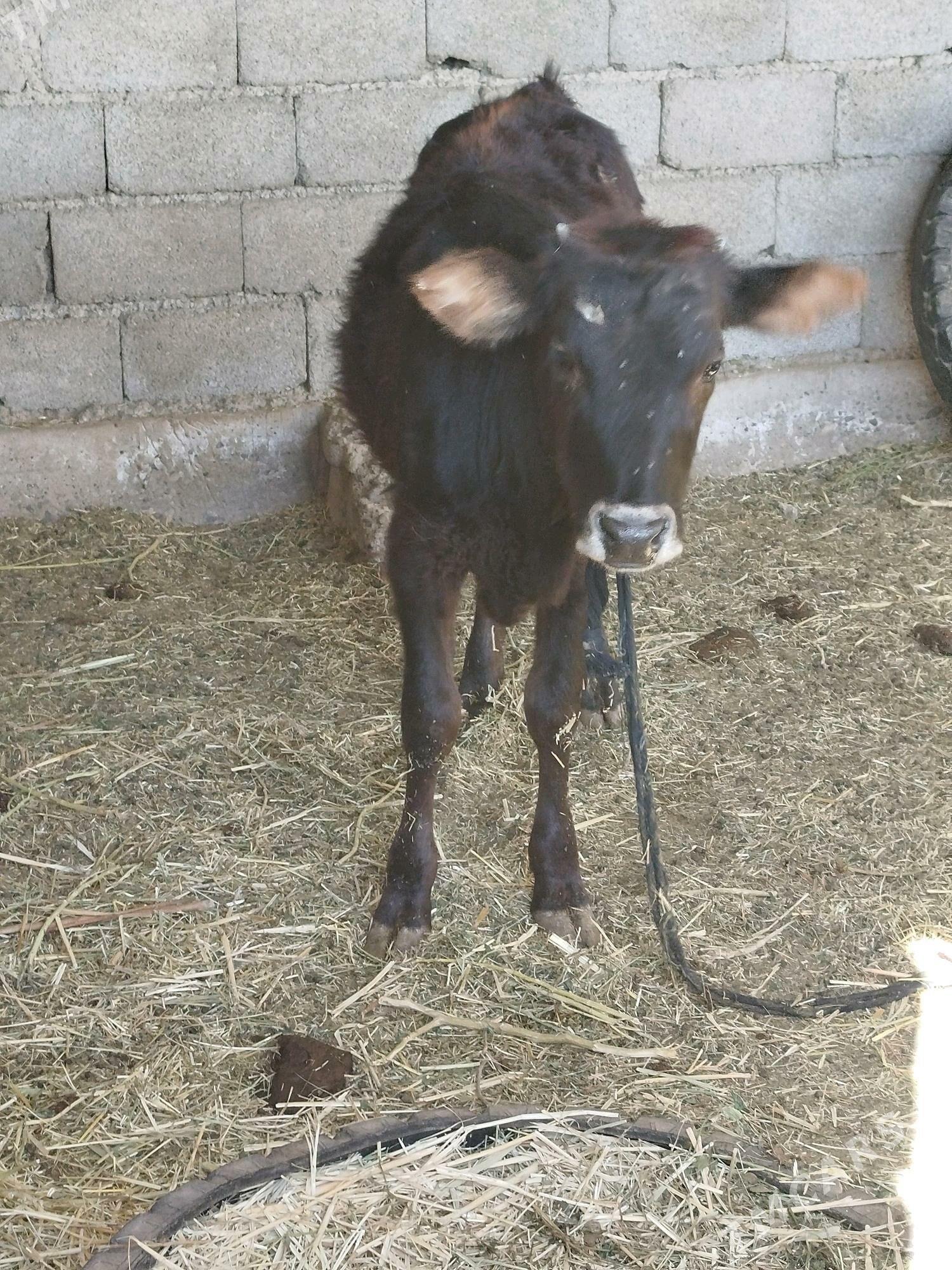 Tuwe - Babadaýhan - img 3