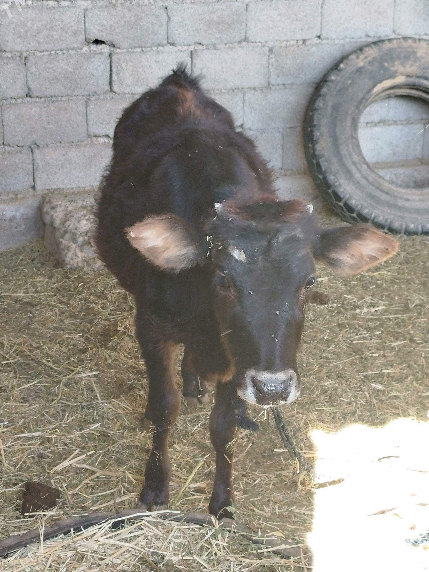 Tuwe - Babadaýhan - img 2