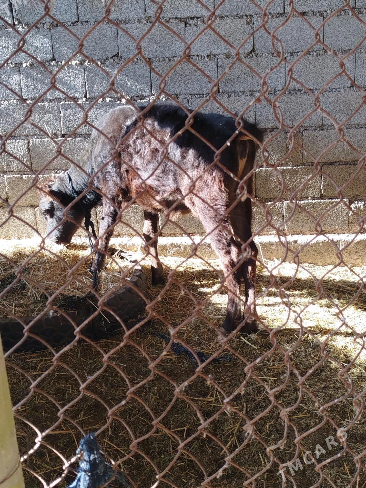 Tuwe - Babadaýhan - img 4