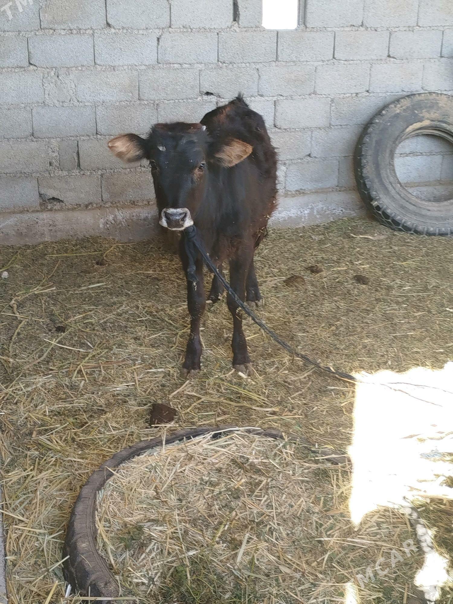 Tuwe - Babadaýhan - img 5