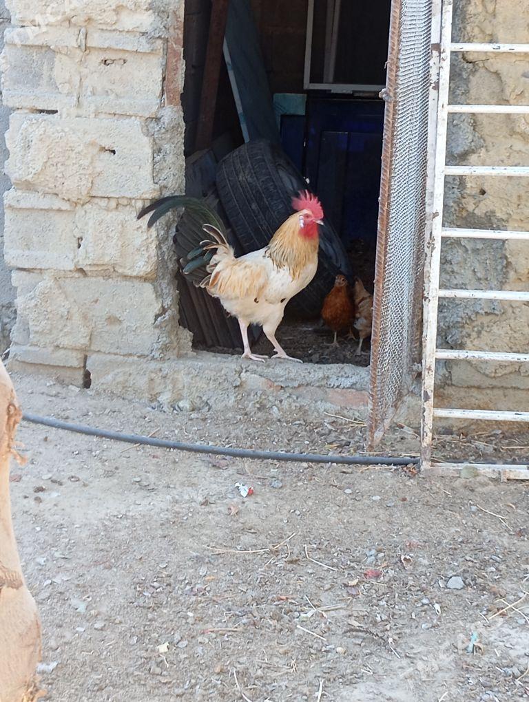 Horaz - Бахарден - img 7