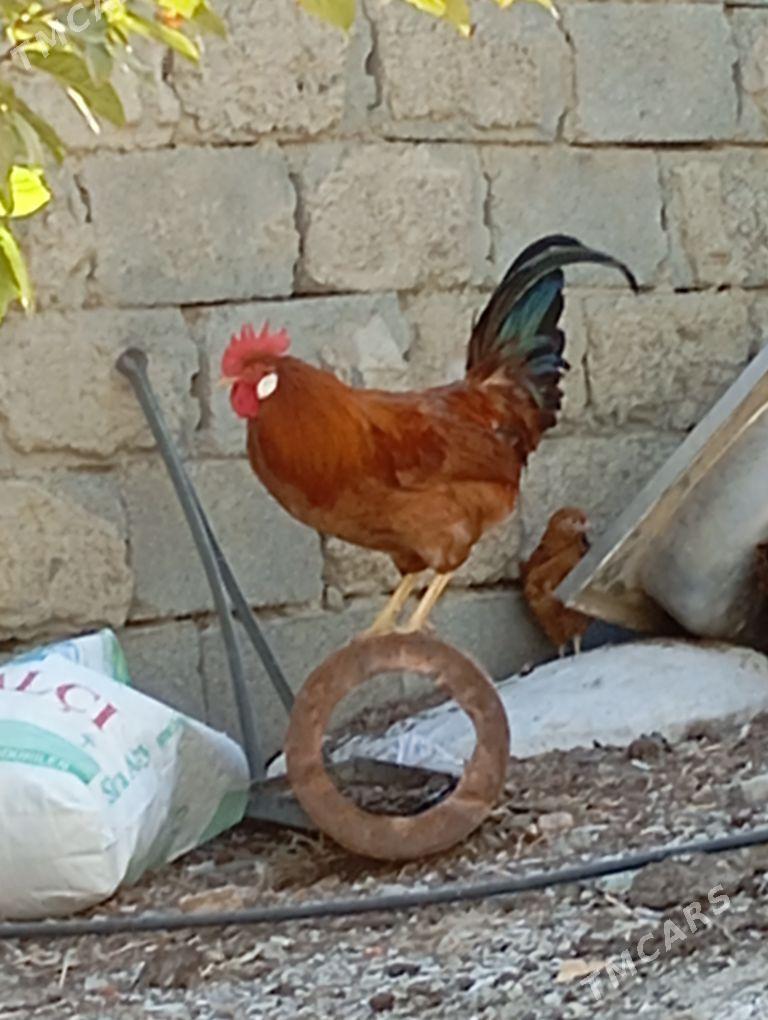 Horaz - Бахарден - img 8