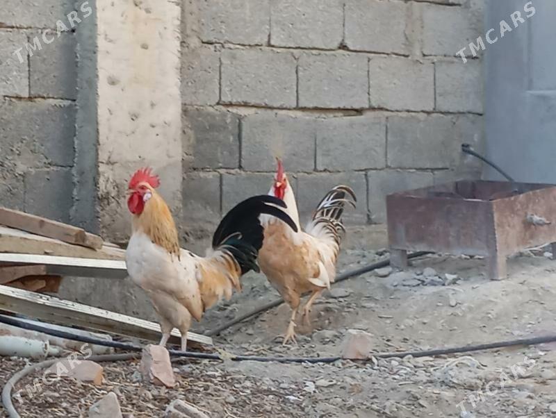 Horaz - Бахарден - img 2