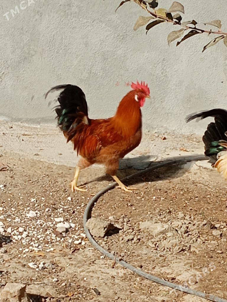 Horaz - Бахарден - img 3