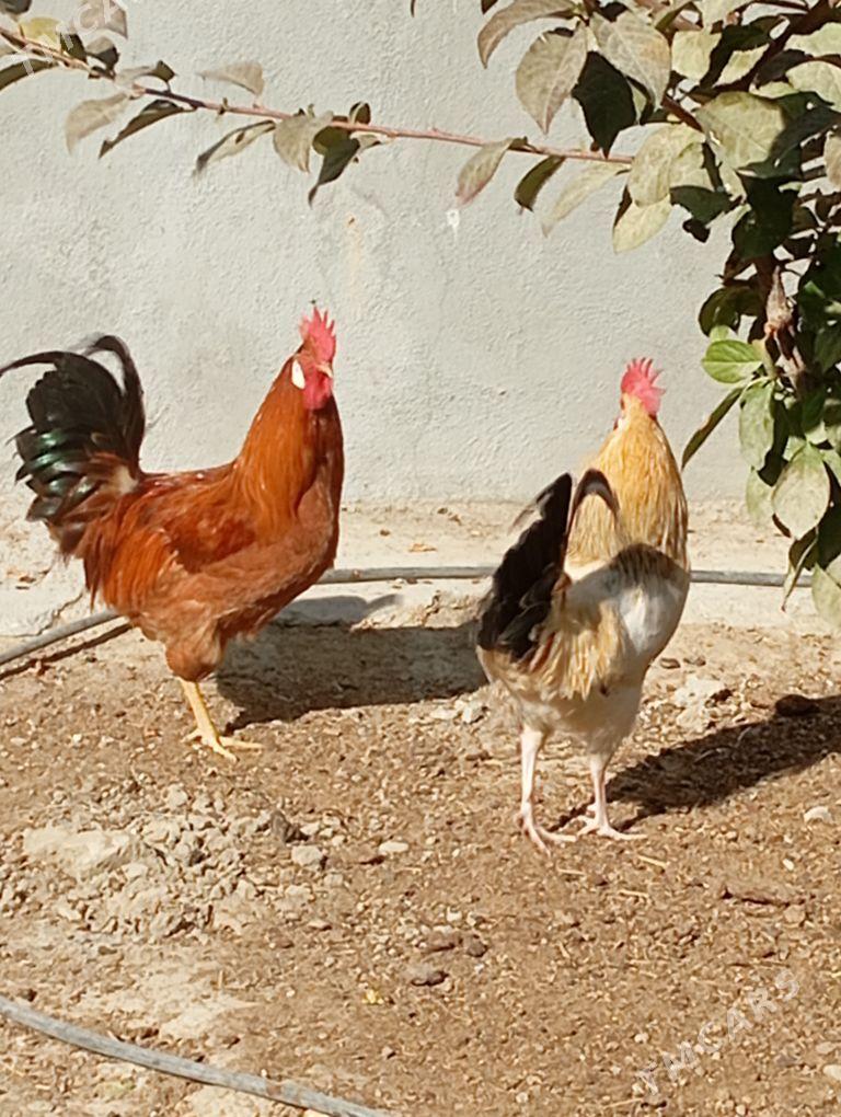 Horaz - Бахарден - img 4