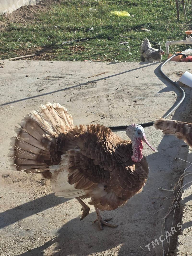 Owgan induk - Änew - img 5