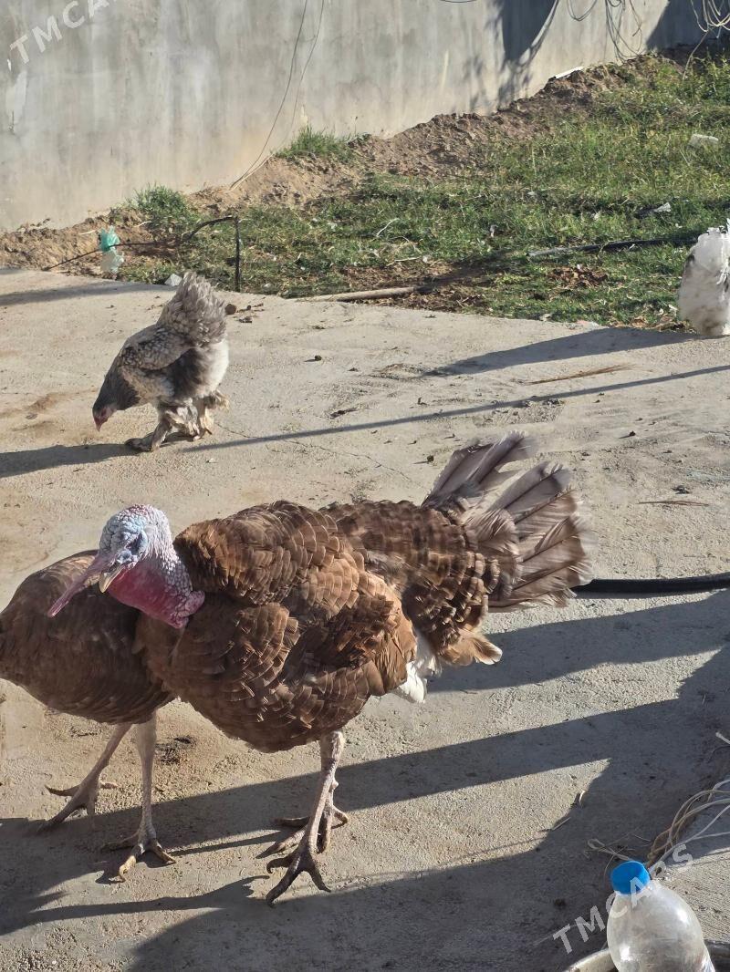 Owgan induk - Änew - img 4