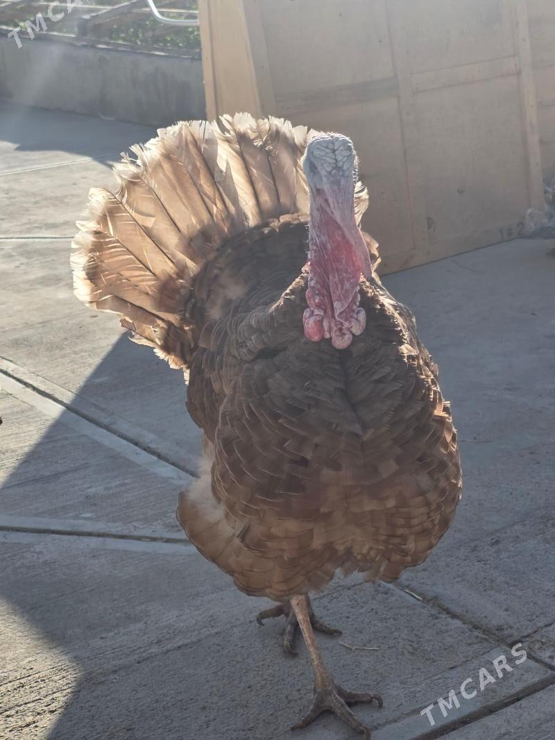 Owgan induk - Änew - img 2