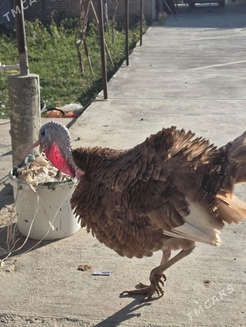 Owgan induk - Änew - img 3