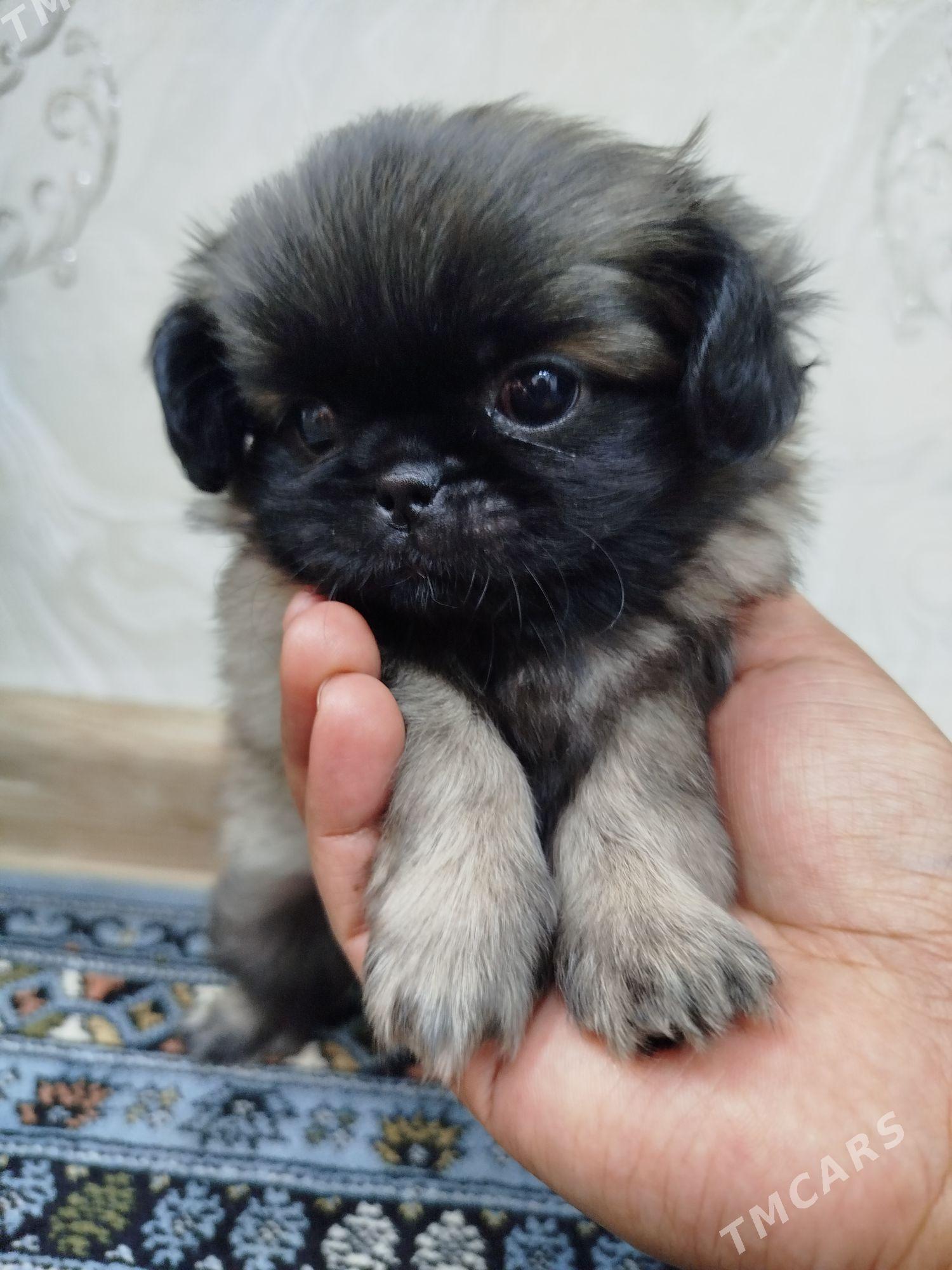 пикинес - Мары - img 2