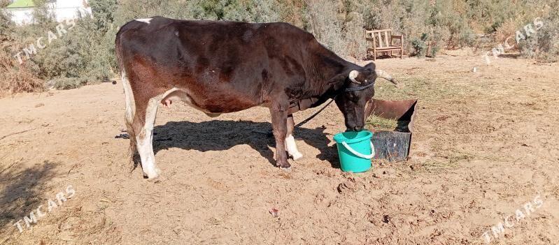 goleli sygyr - Çoganly - img 2