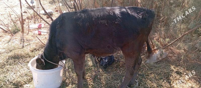 goleli sygyr - Çoganly - img 3