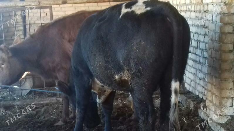 Semiz Öküz - Çärjew - img 3