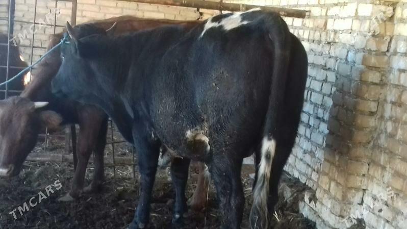 Semiz Öküz - Çärjew - img 1