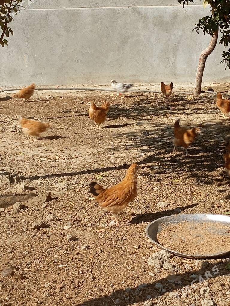 juyje - Bäherden - img 5