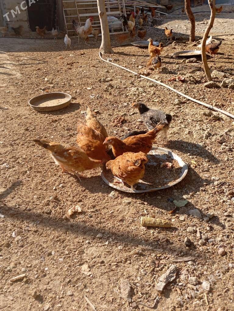 juyje - Bäherden - img 7