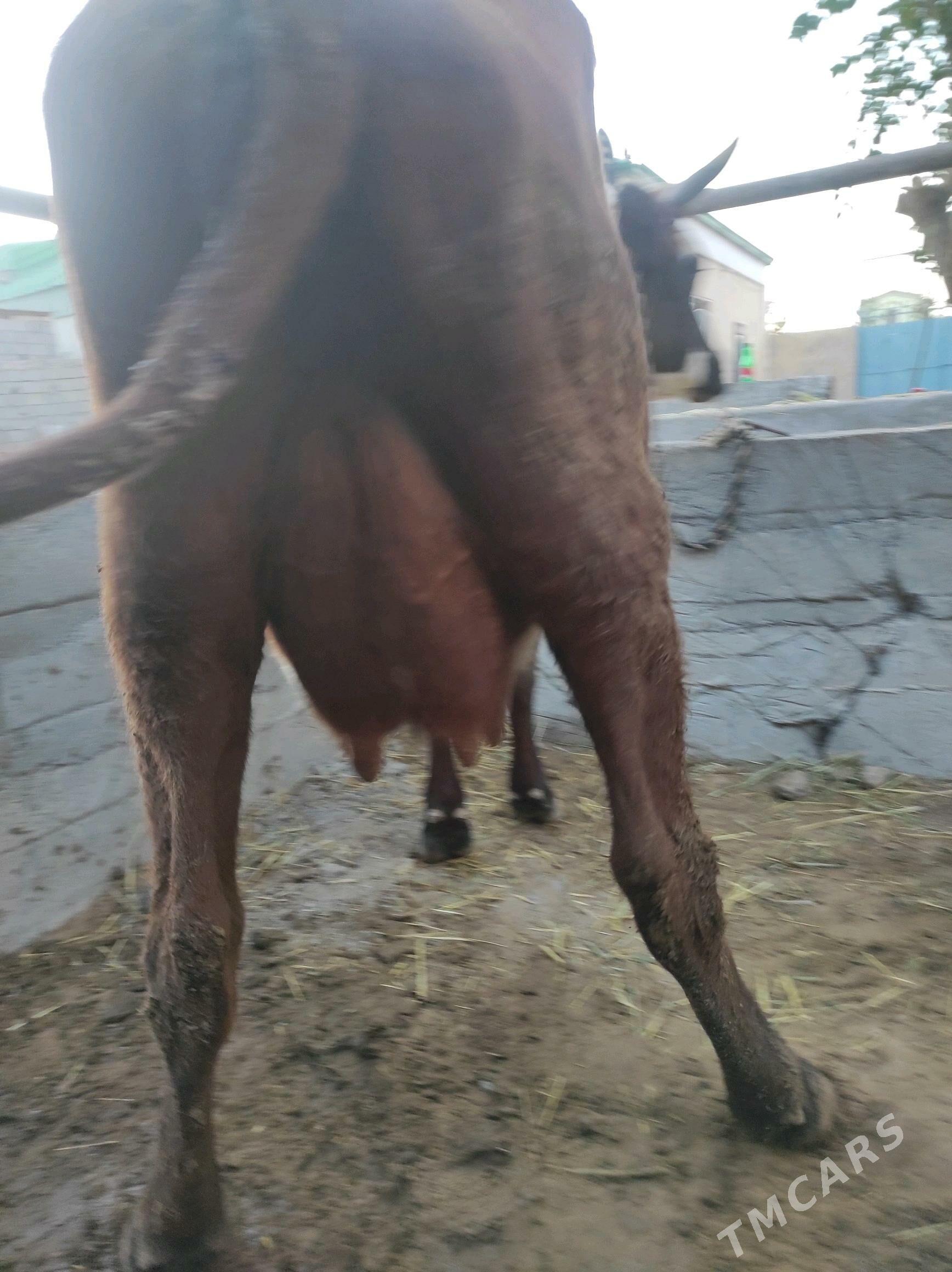 Göleli sygyr - Чоганлы - img 2