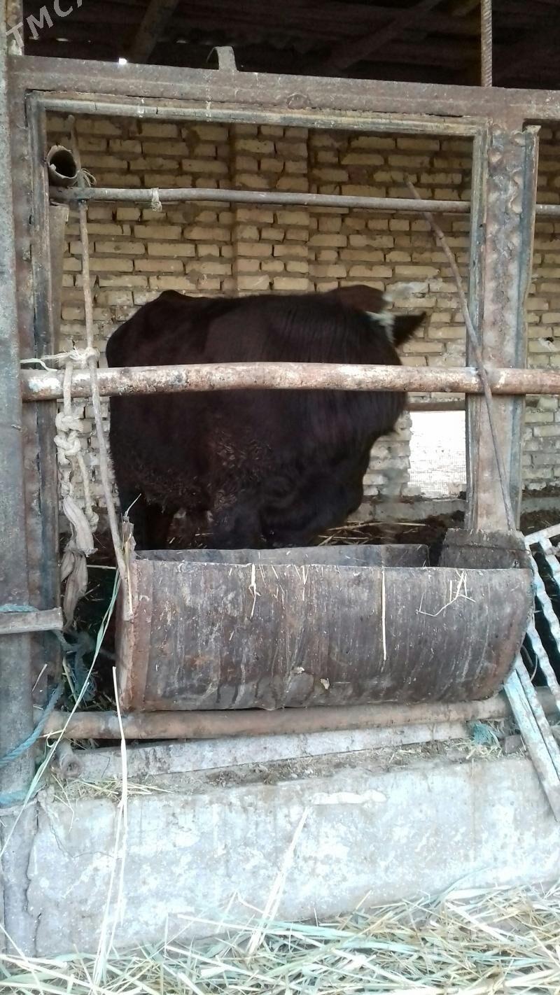 Burlat. Öküz. - Çärjew - img 2