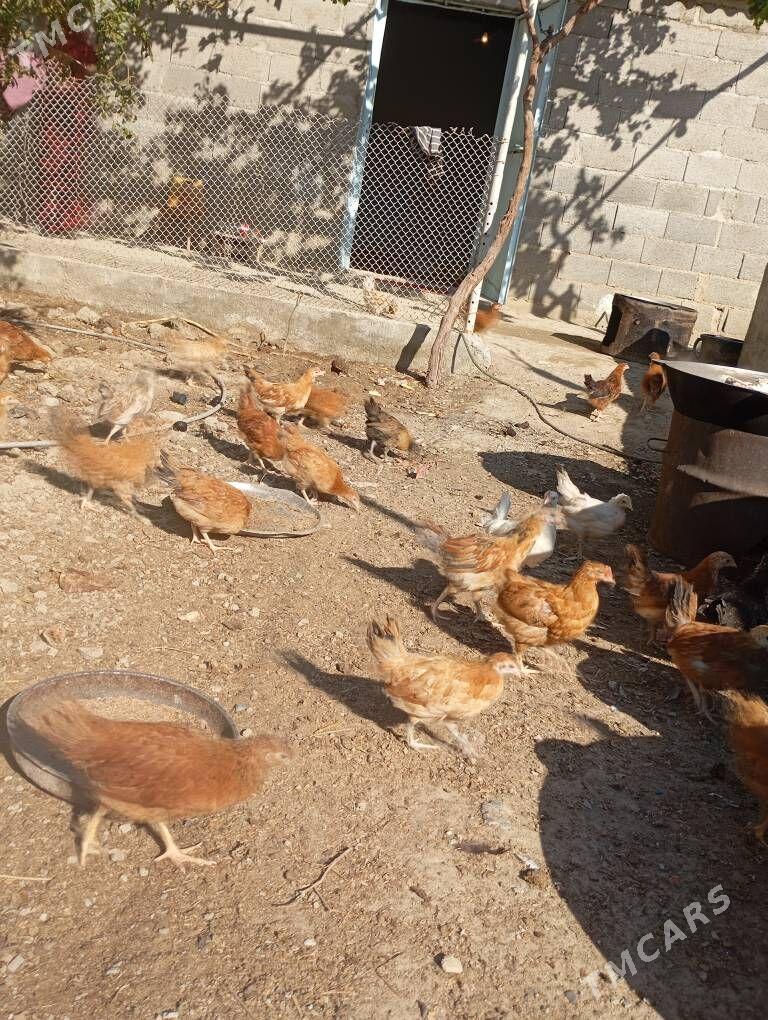 juyje - Bäherden - img 4