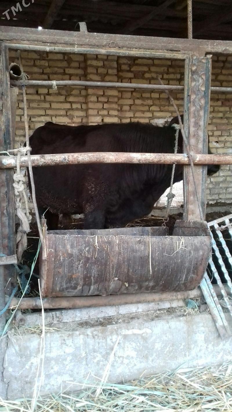 Burlat. Öküz. - Çärjew - img 3