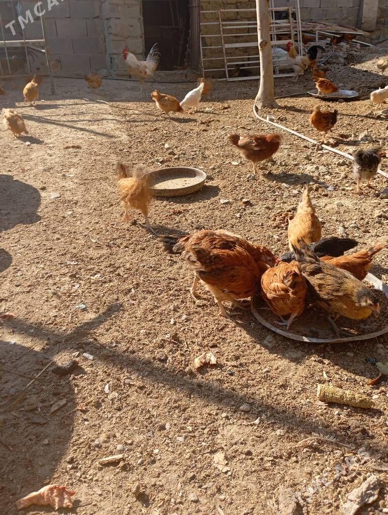 juyje - Bäherden - img 3