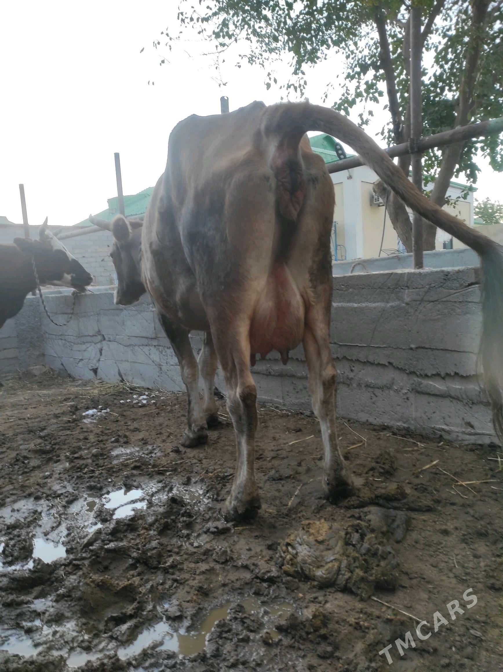 Göleli sygyr - Чоганлы - img 3