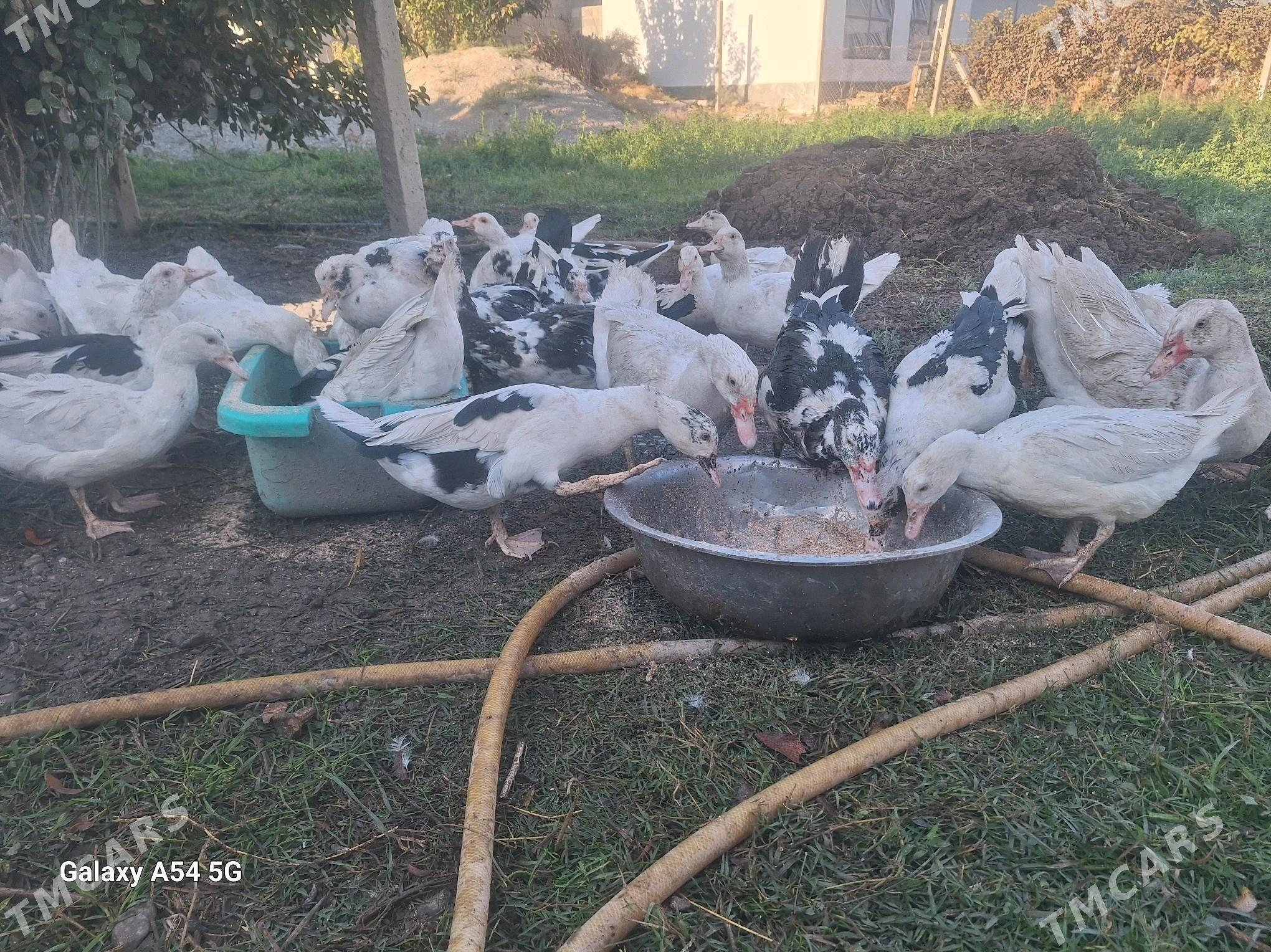 Ördek - Гёкдепе - img 3