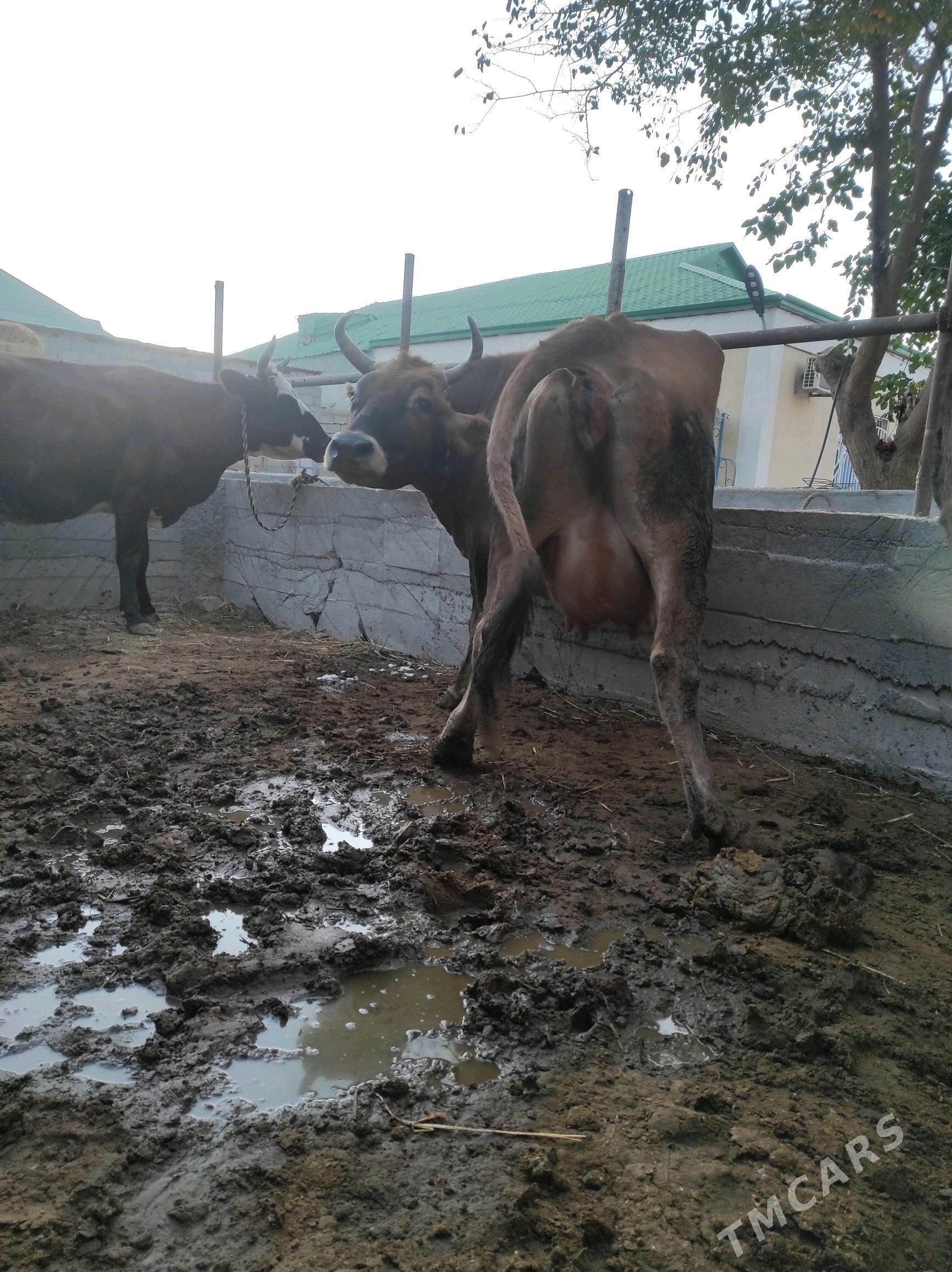 Göleli sygyr - Чоганлы - img 4