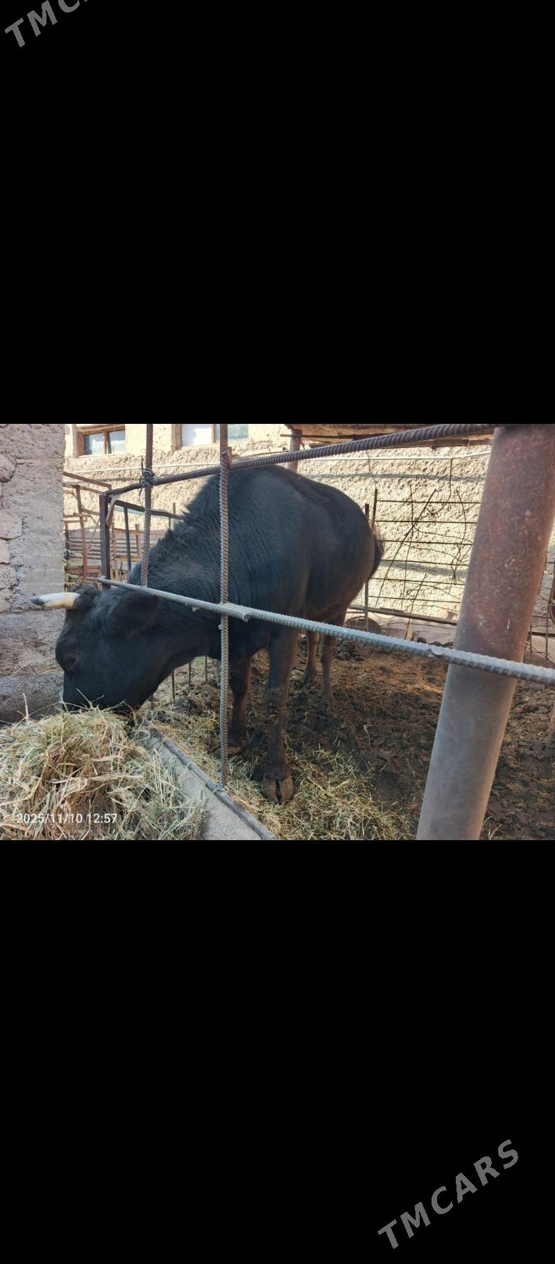 bogaz tuwe - Bekrewe - img 3