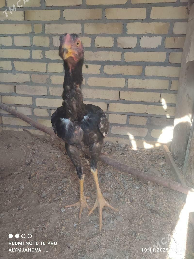 baýes horaz - Kerki - img 4