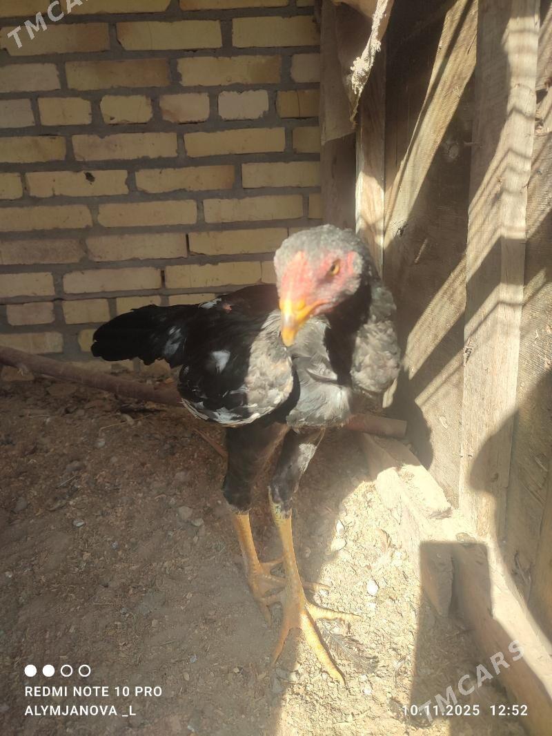 baýes horaz - Kerki - img 2