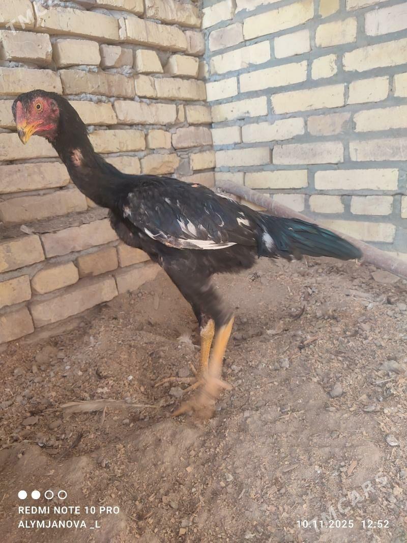 baýes horaz - Kerki - img 1